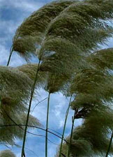 wind1