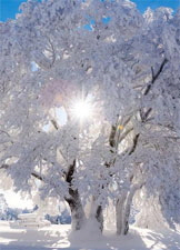 winter